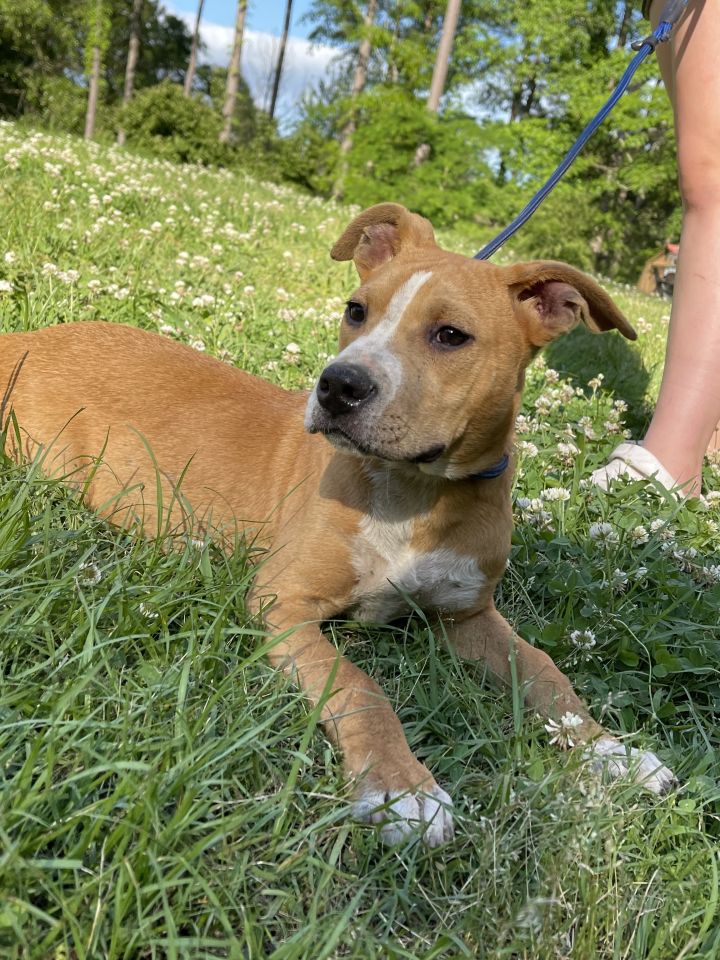 Lola, an adoptable Labrador Retriever Mix in Brattleboro, VT_image-6
