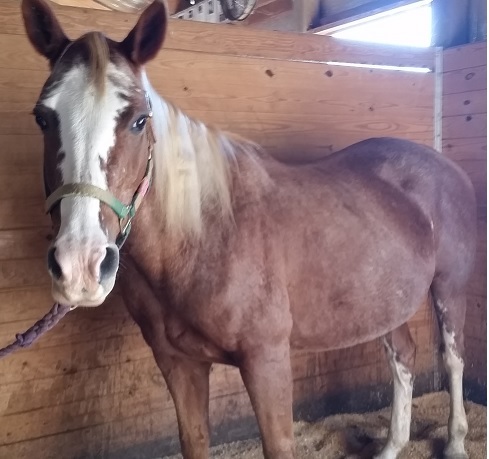 Miss - 24 YO Paint Companion Only 2