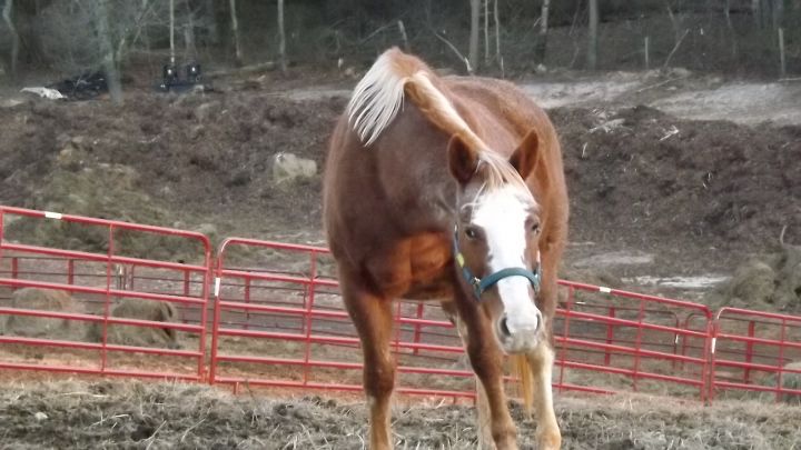 Miss - 24 YO Paint Companion Only, an adoptable Paint / Pinto in Hardy, VA_image-3