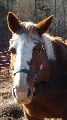 Miss - 24 YO Paint Companion Only, an adoptable Paint / Pinto in Hardy, VA_image-4