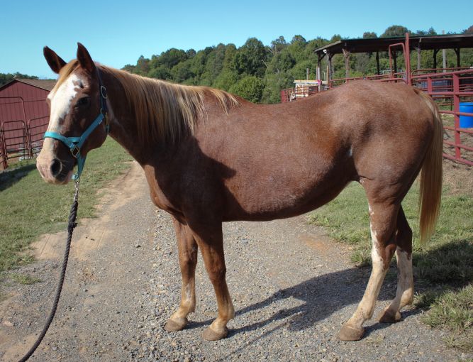 Miss - 24 YO Paint Companion Only