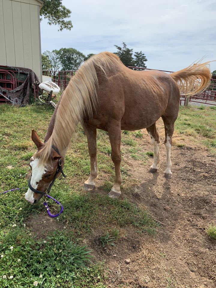 Miss - 24 YO Paint Companion Only, an adoptable Paint / Pinto in Hardy, VA_image-6