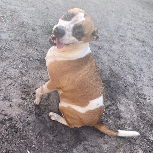 Ellis, an adoptable Boxer, Bull Terrier in Jacksonville, FL, 32226 | Photo Image 4