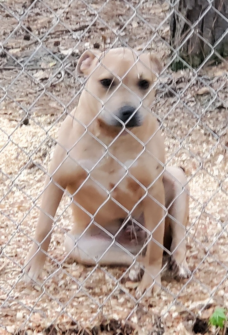 Astro, an adoptable Mixed Breed in Bluffton, SC, 29910 | Photo Image 1