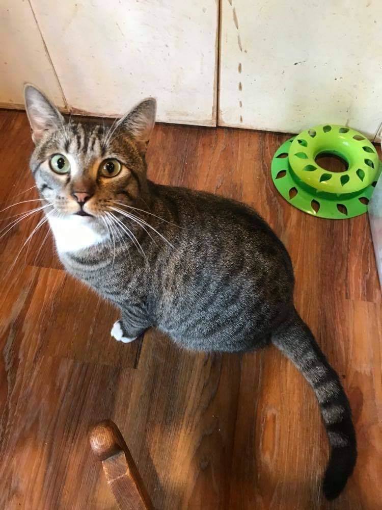 MR. GOODBAR, an adoptable Tabby in Capshaw, AL, 35742 | Photo Image 1