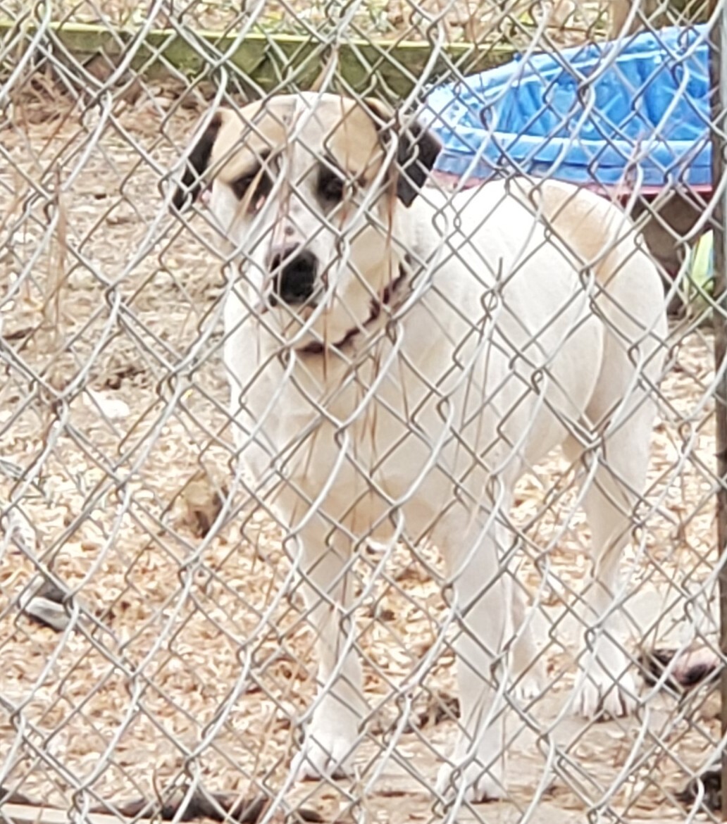 Victoria, an adoptable Mixed Breed in Bluffton, SC, 29910 | Photo Image 1