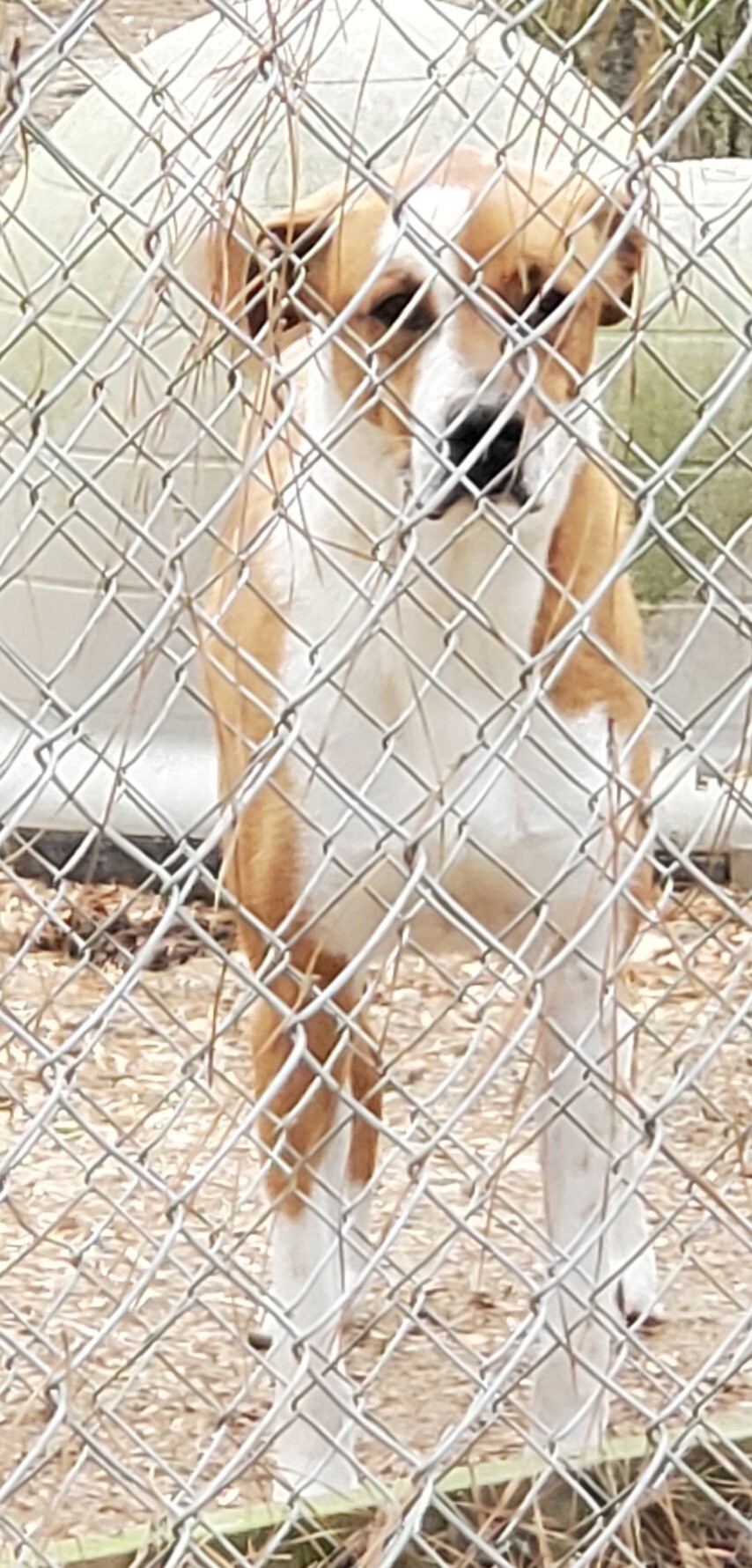 Ace, an adoptable Mixed Breed in Bluffton, SC, 29910 | Photo Image 1