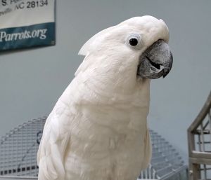 Parrot for adoption - Elsi, a Cockatoo in Pineville, NC | Petfinder