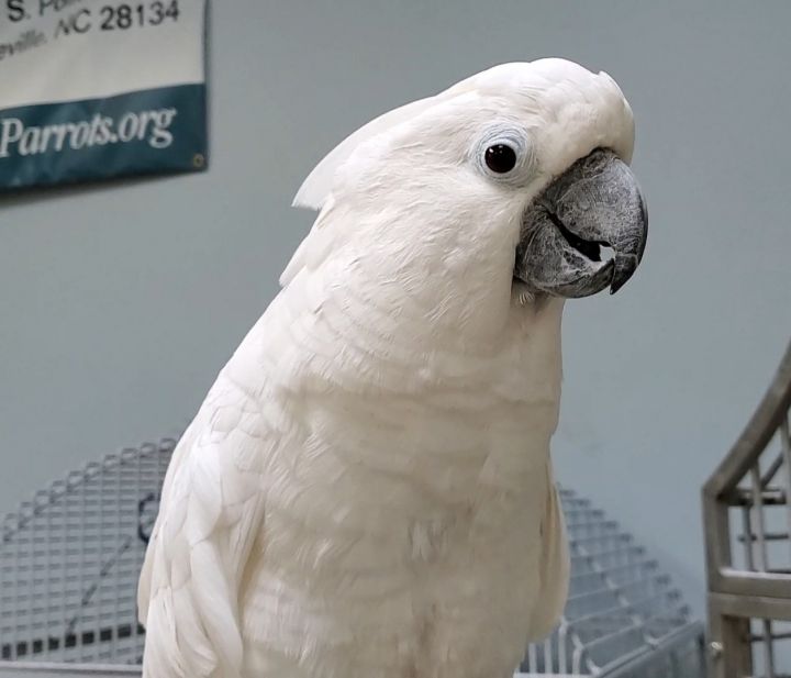 Elsi, an adoptable Cockatoo in Pineville, NC_image-1