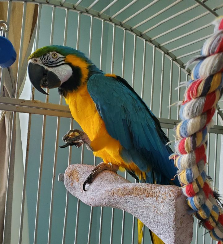 Tommy, an adoptable Macaw in Pineville, NC_image-1