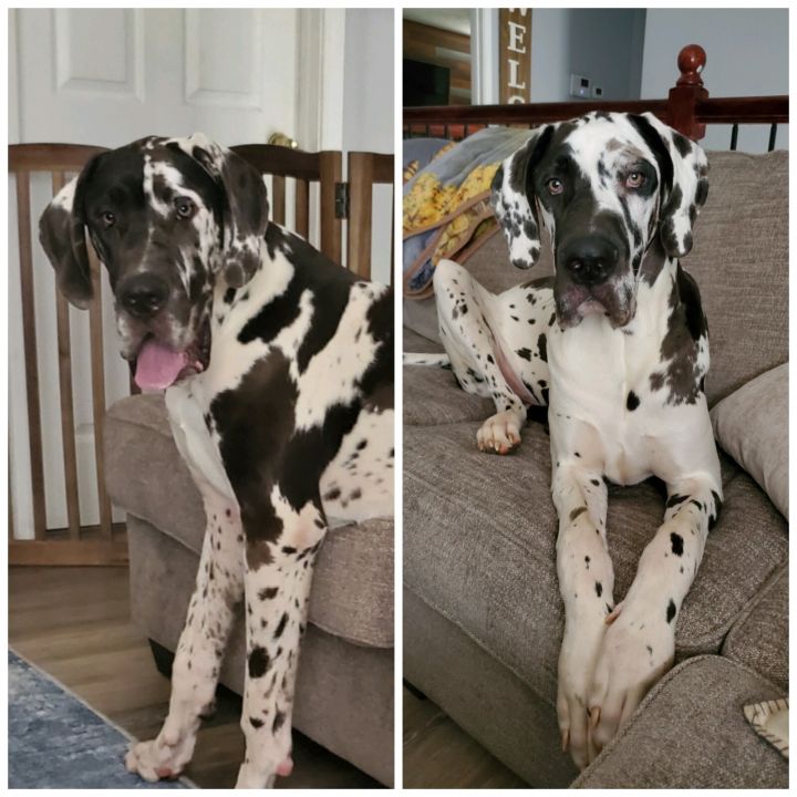 Great Dane Brothers 1