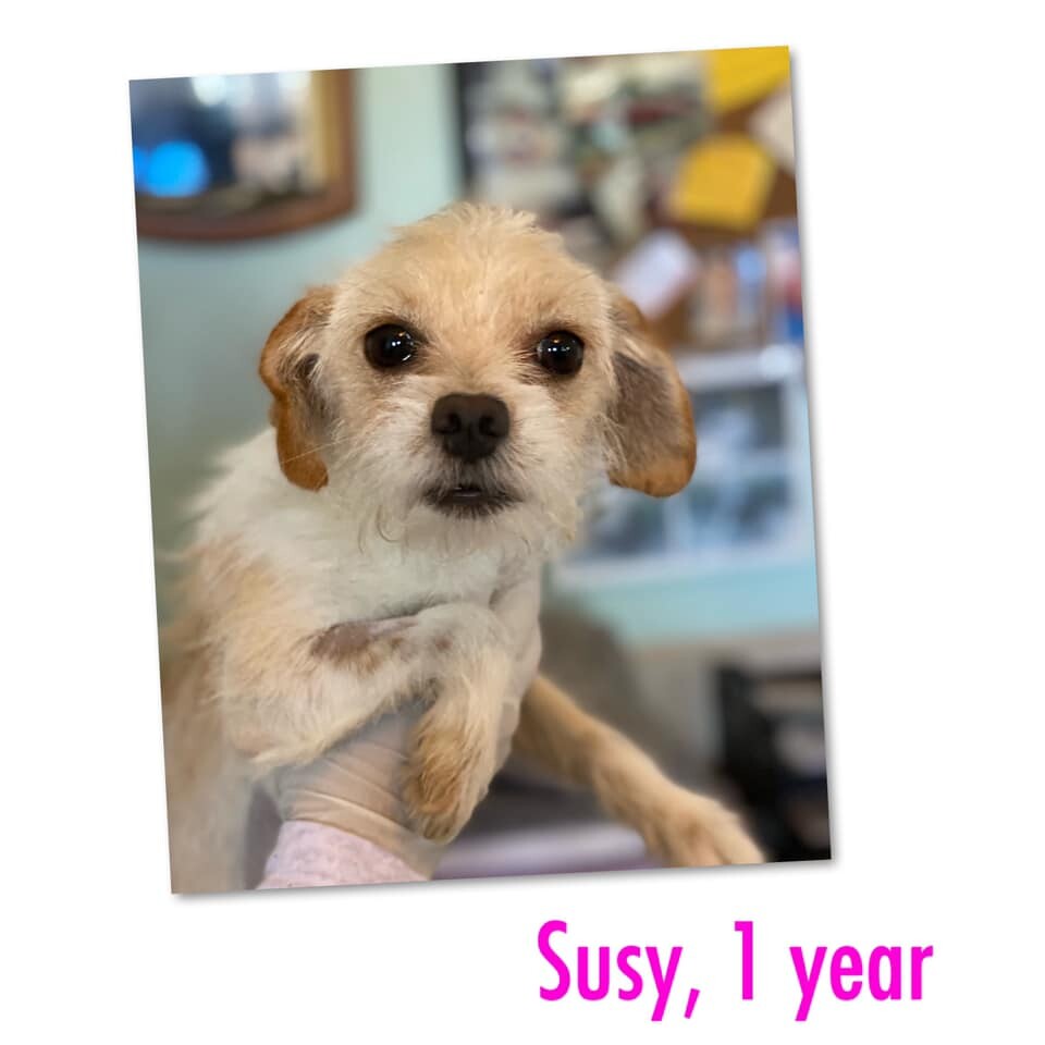 Suzy, an adoptable Maltese in Puerto Penasco, SON, 83550 | Photo Image 1