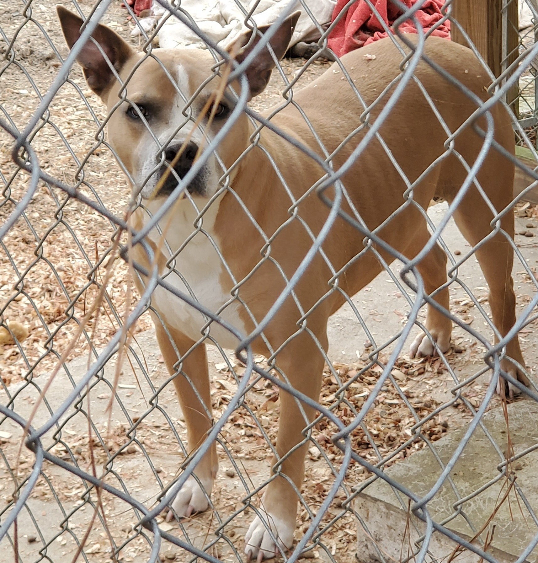 Batman, an adoptable American Bully in Bluffton, SC, 29910 | Photo Image 1