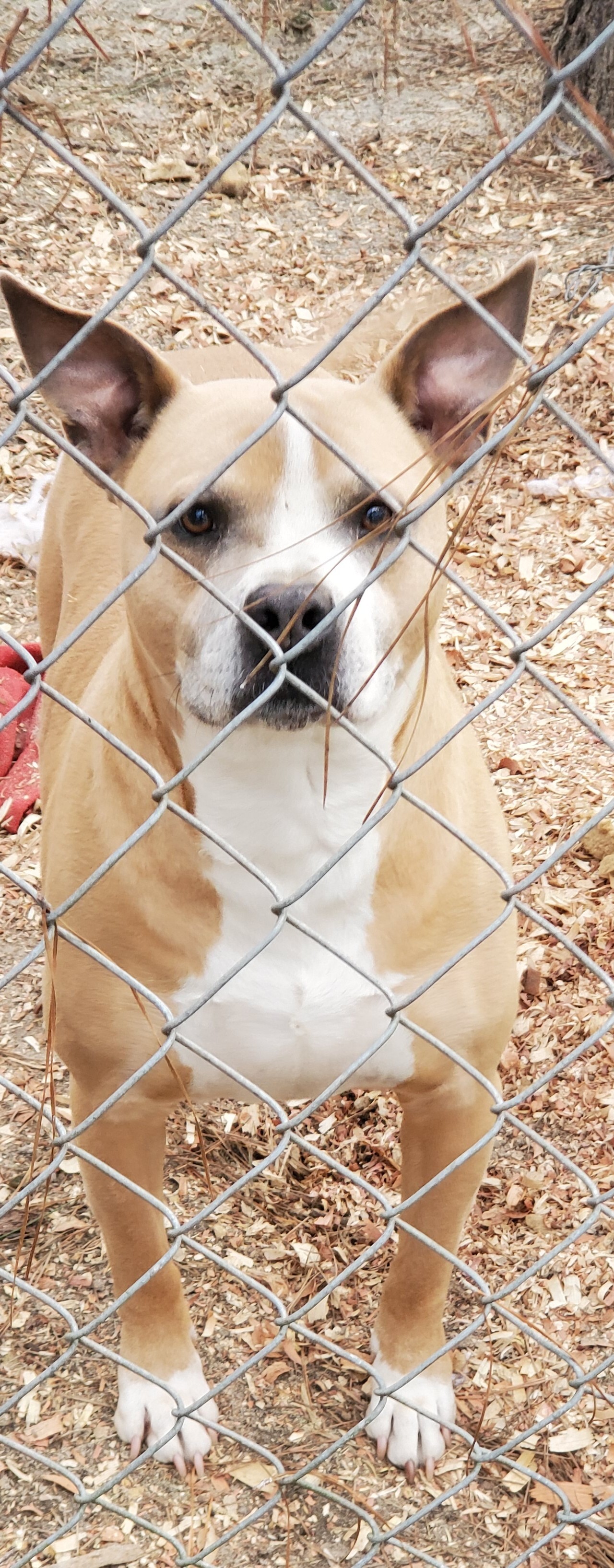 Batman, an adoptable American Bully in Bluffton, SC, 29910 | Photo Image 2