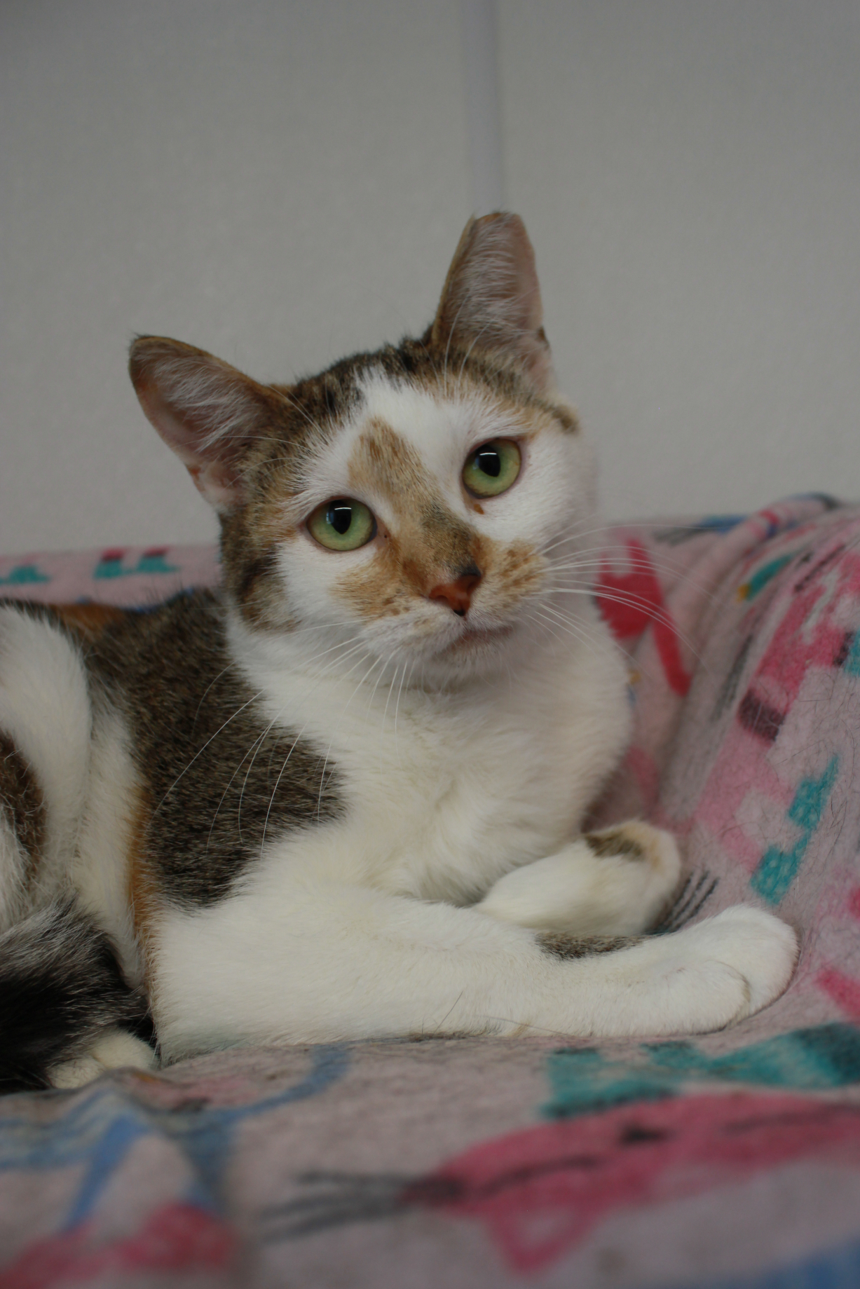 Caribou, an adoptable Calico, Tabby in New Richmond, WI, 54017 | Photo Image 2