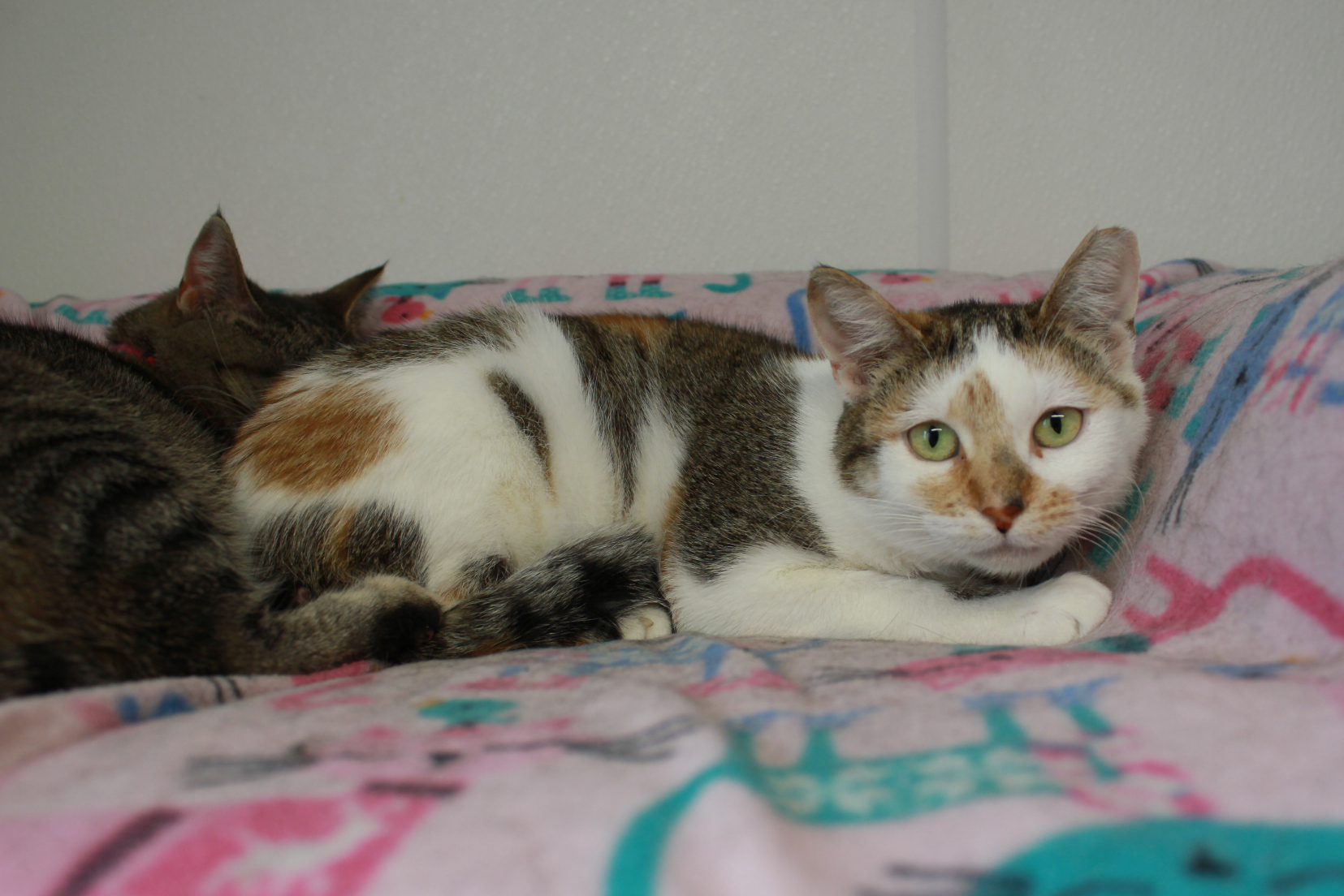 Caribou, an adoptable Calico, Tabby in New Richmond, WI, 54017 | Photo Image 1