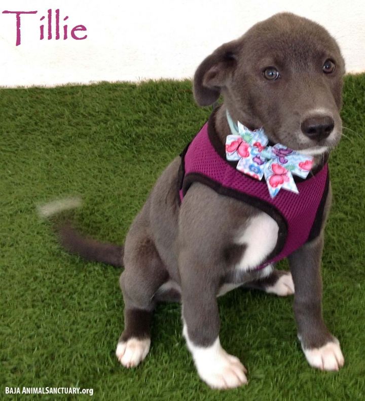 Dog For Adoption Tillie A Labrador Retriever Mix In San Diego Ca Petfinder