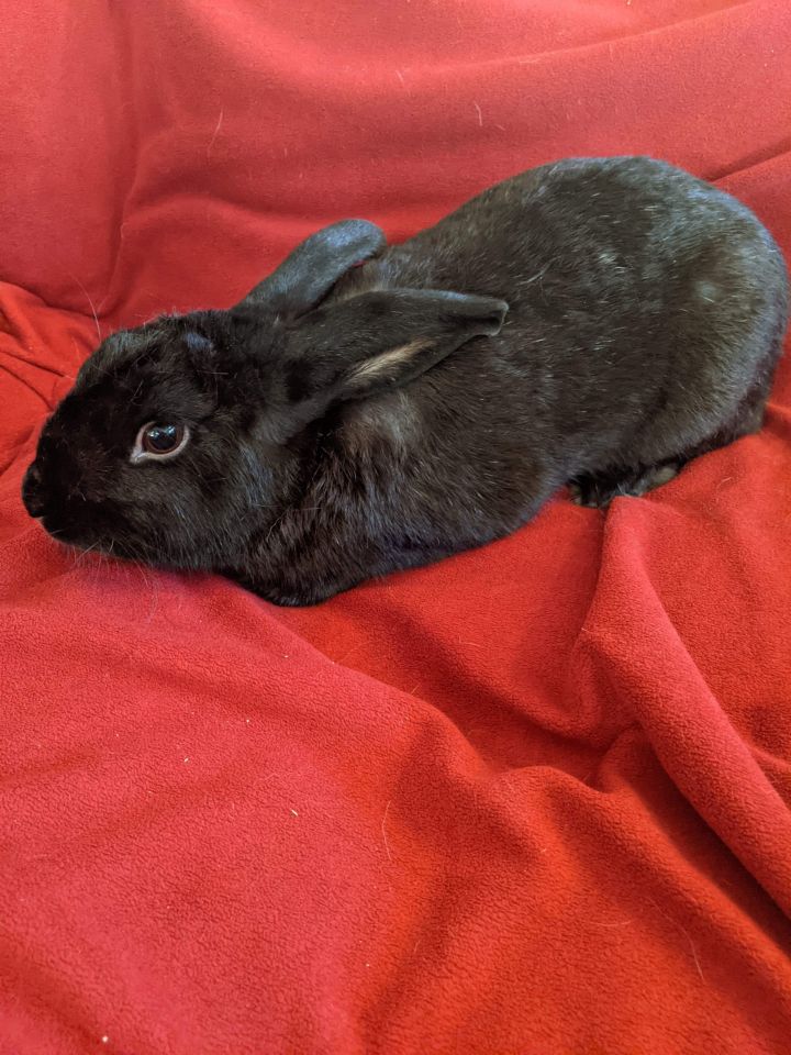 Ninja, an adopted Bunny Rabbit in Roseville, CA_image-1