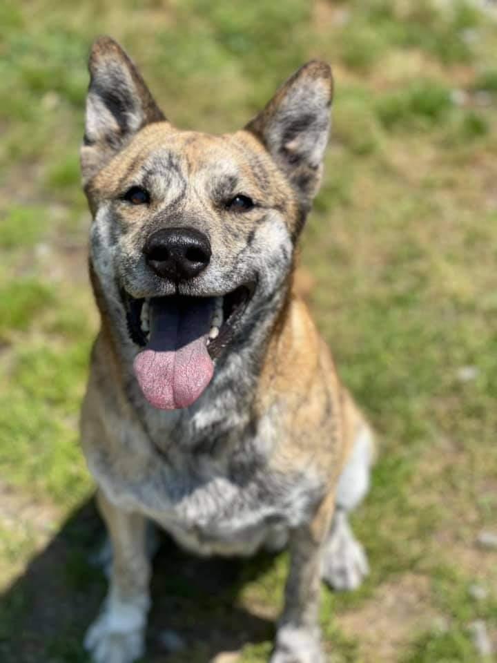 Sylvie (Sylvee), an adoptable Husky, Mastiff in New Bern, NC, 28563 | Photo Image 1