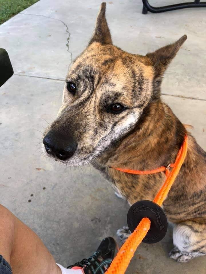 Sylvie (Sylvee), an adoptable Husky, Mastiff in New Bern, NC, 28563 | Photo Image 2