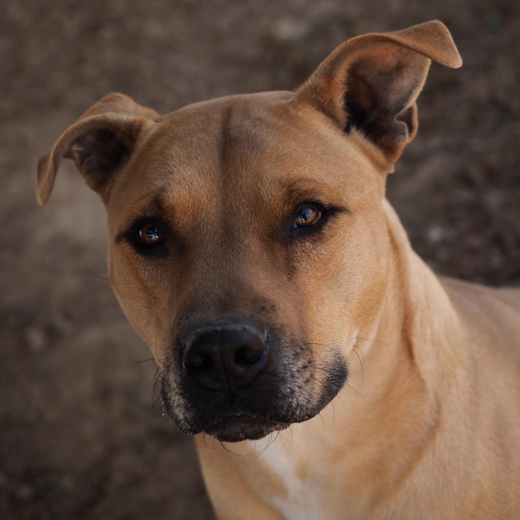 Wayne, an adoptable Black Mouth Cur, Pit Bull Terrier in Washburn, MO, 65772 | Photo Image 1