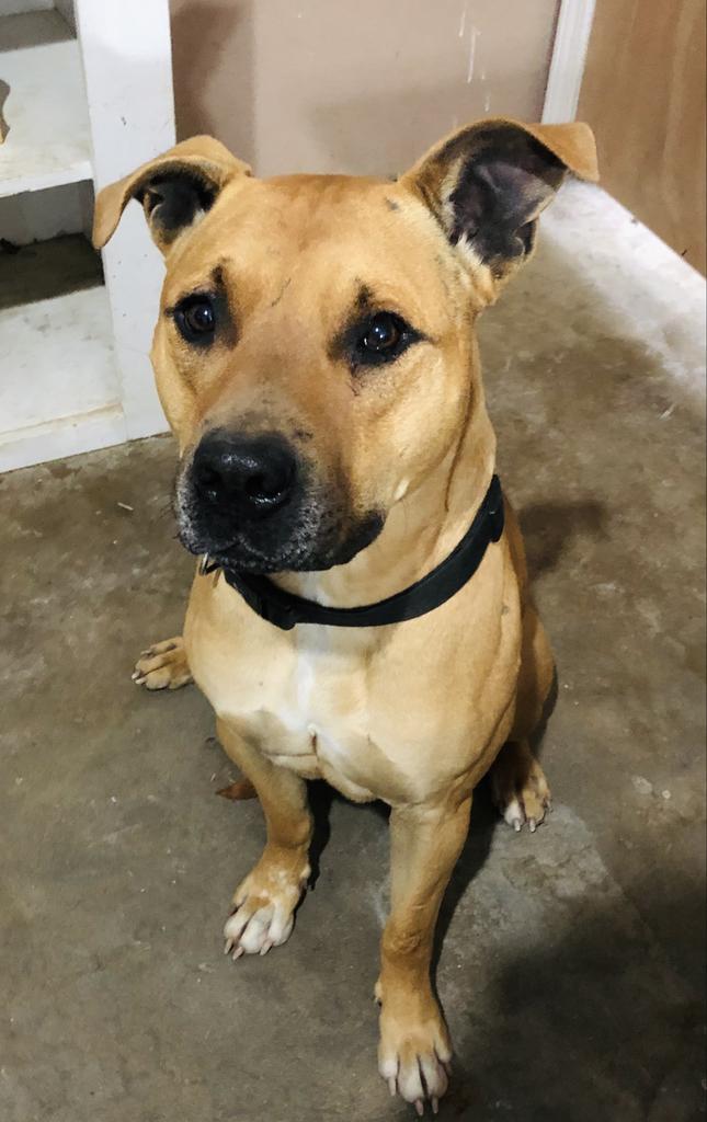 Wayne, an adoptable Black Mouth Cur, Pit Bull Terrier in Washburn, MO, 65772 | Photo Image 2