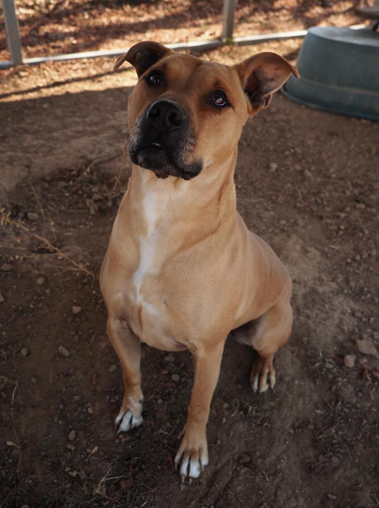 Wayne, an adoptable Black Mouth Cur, Pit Bull Terrier in Washburn, MO, 65772 | Photo Image 3