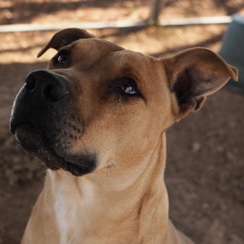 Wayne, an adoptable Black Mouth Cur, Pit Bull Terrier in Washburn, MO, 65772 | Photo Image 4