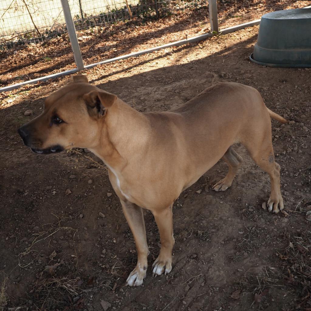 Wayne, an adoptable Black Mouth Cur, Pit Bull Terrier in Washburn, MO, 65772 | Photo Image 5