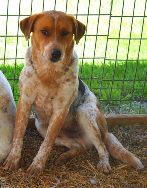 Arlo, an adoptable Cattle Dog in Washburn, MO, 65772 | Photo Image 1