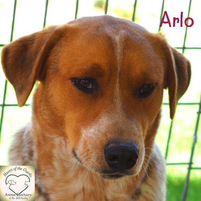 Arlo, an adoptable Cattle Dog in Washburn, MO, 65772 | Photo Image 2