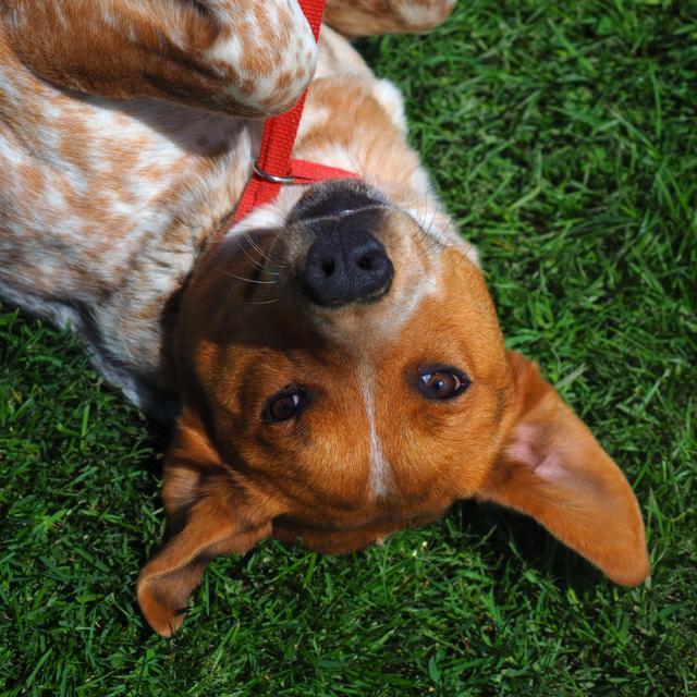 Arlo, an adoptable Cattle Dog in Washburn, MO, 65772 | Photo Image 3