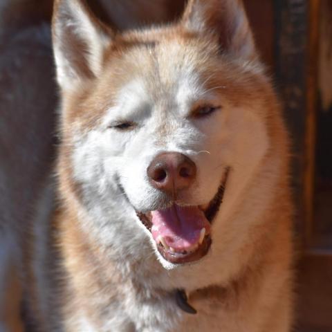 Dog For Adoption Leo A Siberian Husky In Rochester Mn Petfinder