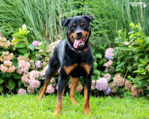 zeus, an adoptable Rottweiler in Stamford, CT_image-2