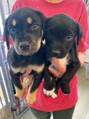 Dog For Adoption Lab Mix Puppies F A Black Labrador Retriever Beagle Mix In Coatesville Pa Petfinder