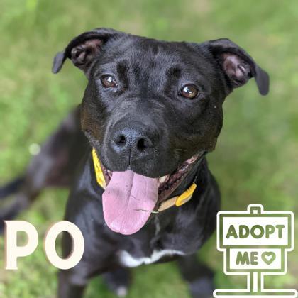 Po, an adoptable Rottweiler, Pit Bull Terrier in Belleville, MI, 48111 | Photo Image 1