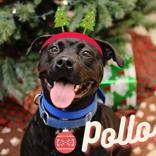 Po, an adoptable Rottweiler, Pit Bull Terrier in Belleville, MI, 48111 | Photo Image 1