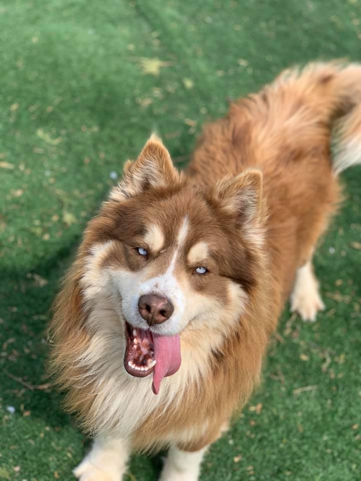 Dog For Adoption Cubby A Husky Australian Cattle Dog Blue Heeler Mix In Cedar Rapids Ia Petfinder