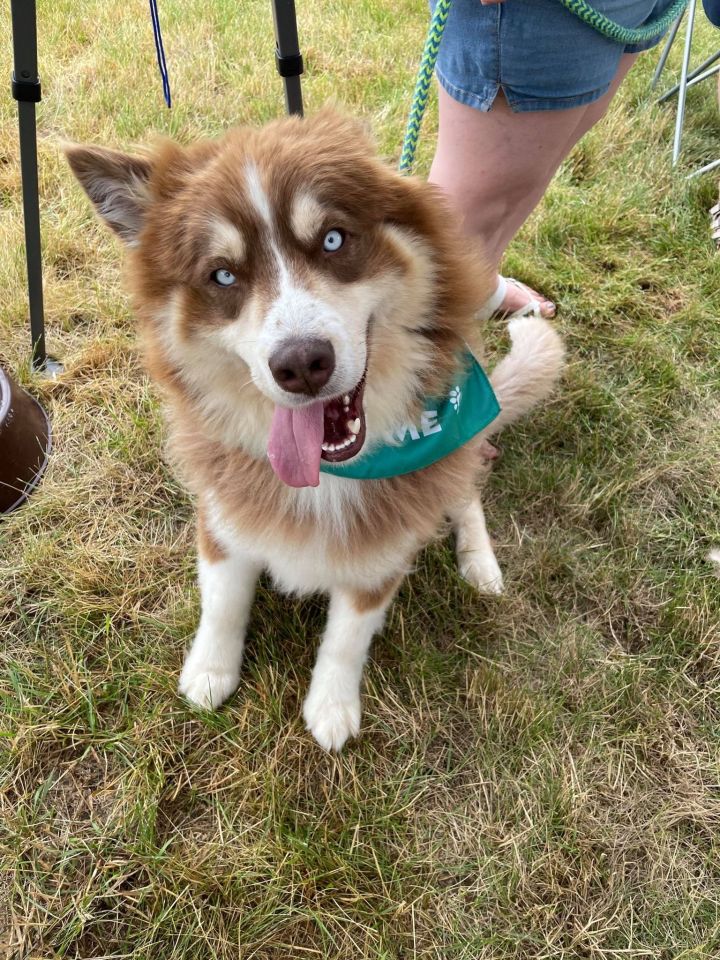 Dog For Adoption Cubby A Husky Australian Cattle Dog Blue Heeler Mix In Cedar Rapids Ia Petfinder