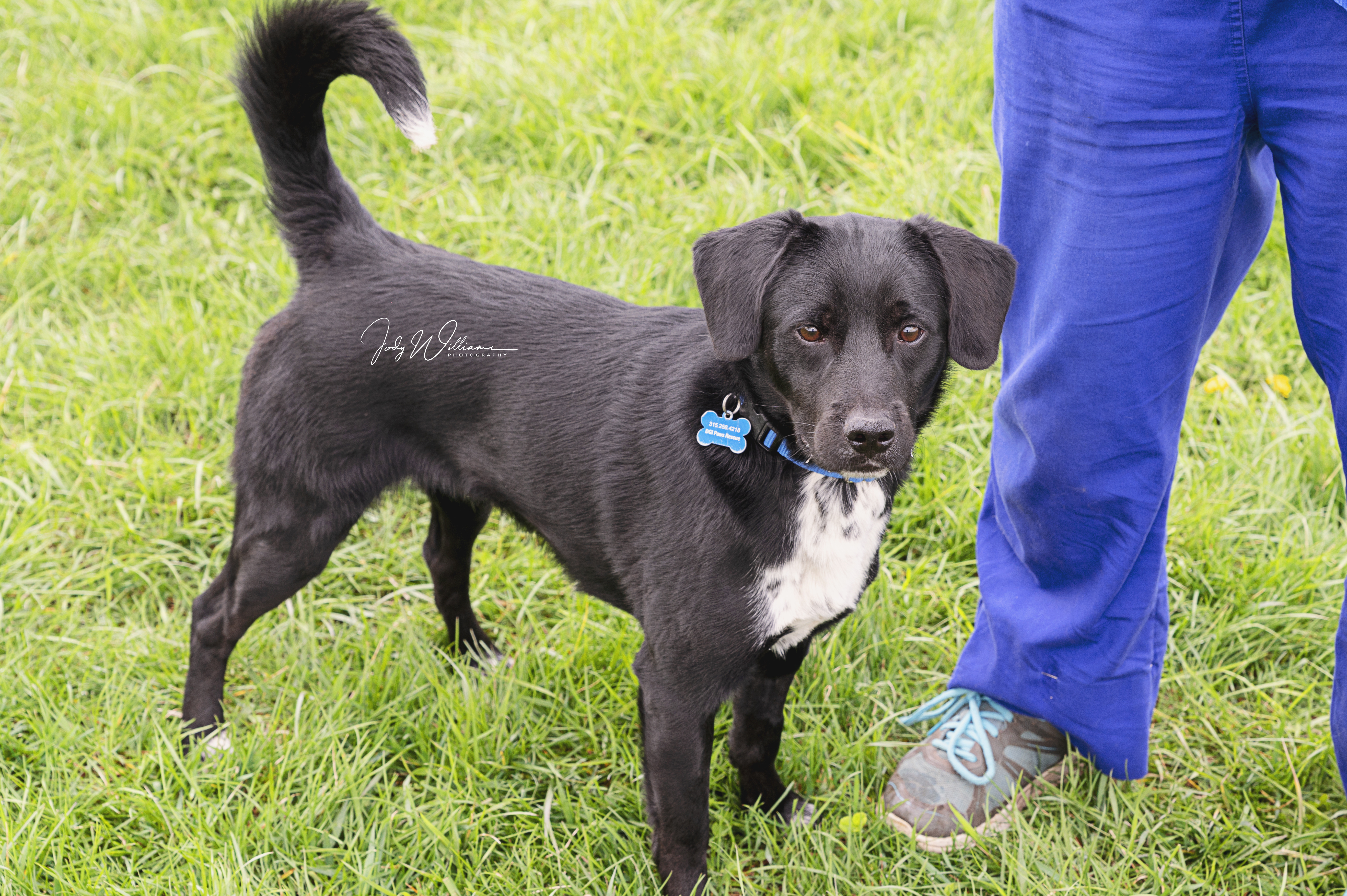 Beau, an adoptable Labrador Retriever, Beagle in Manlius, NY, 13104 | Photo Image 2