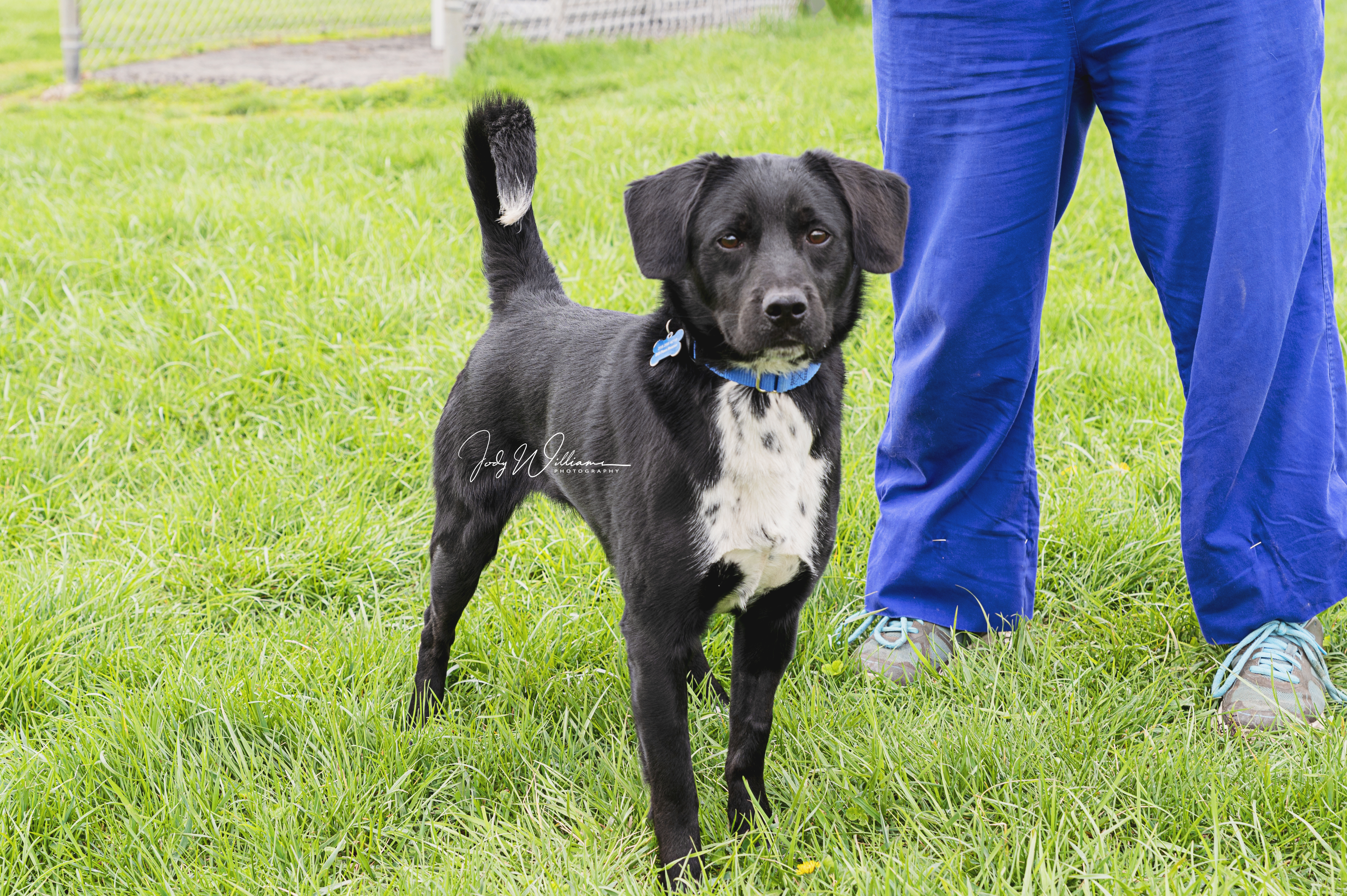 Beau, an adoptable Labrador Retriever, Beagle in Manlius, NY, 13104 | Photo Image 1