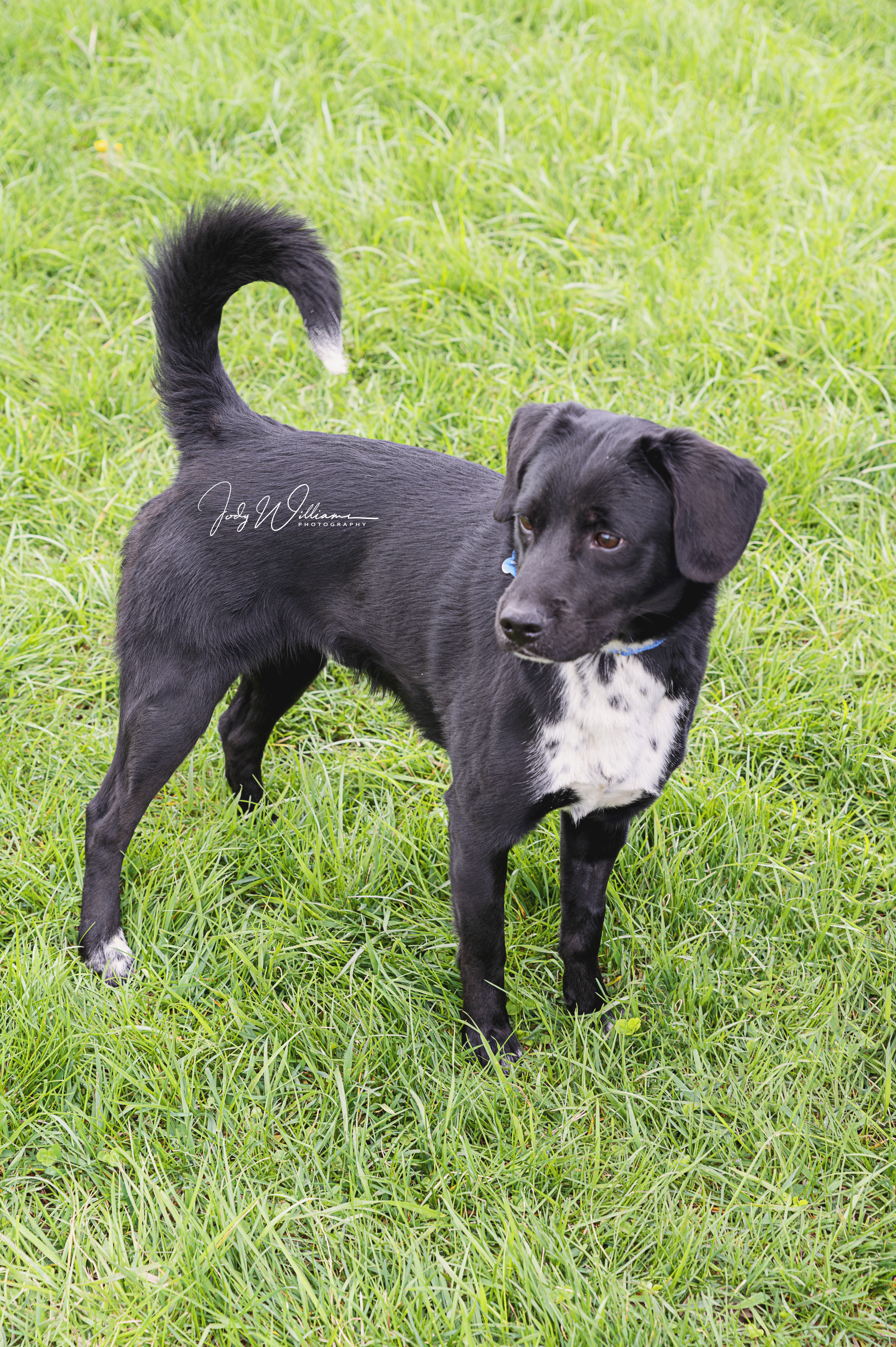 Beau, an adoptable Labrador Retriever, Beagle in Manlius, NY, 13104 | Photo Image 3