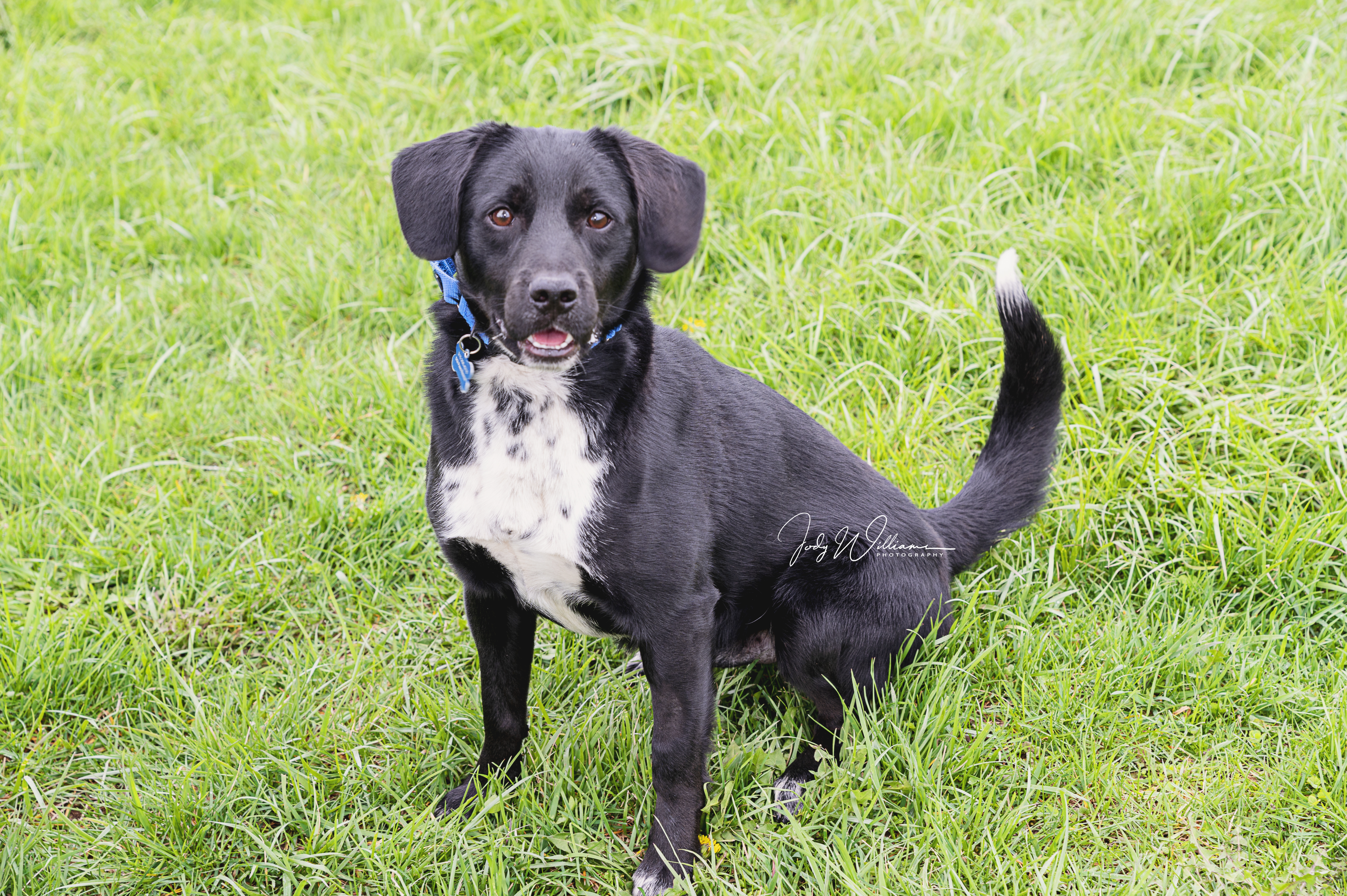 Beau, an adoptable Labrador Retriever, Beagle in Manlius, NY, 13104 | Photo Image 4