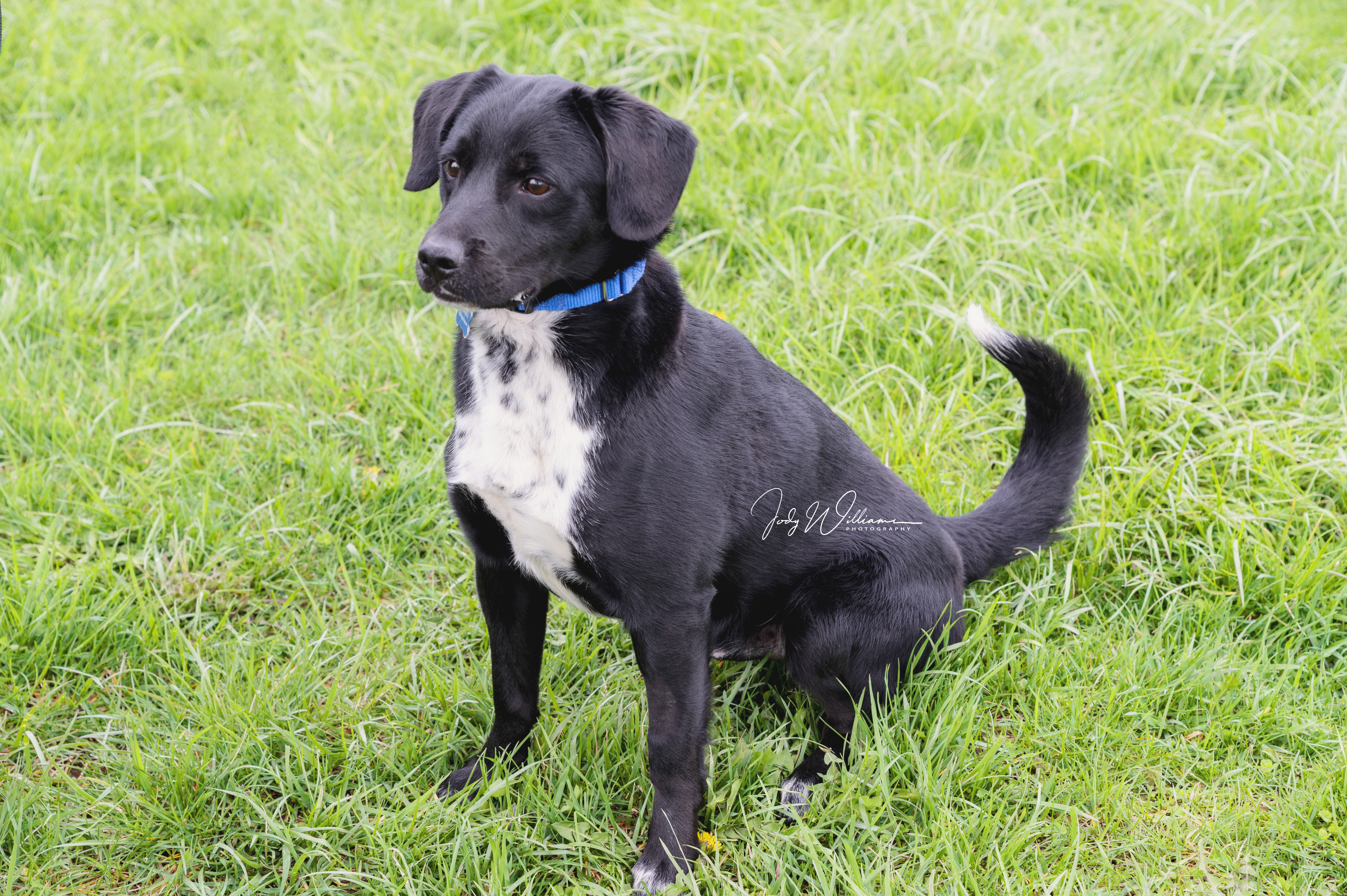 Beau, an adoptable Labrador Retriever, Beagle in Manlius, NY, 13104 | Photo Image 5