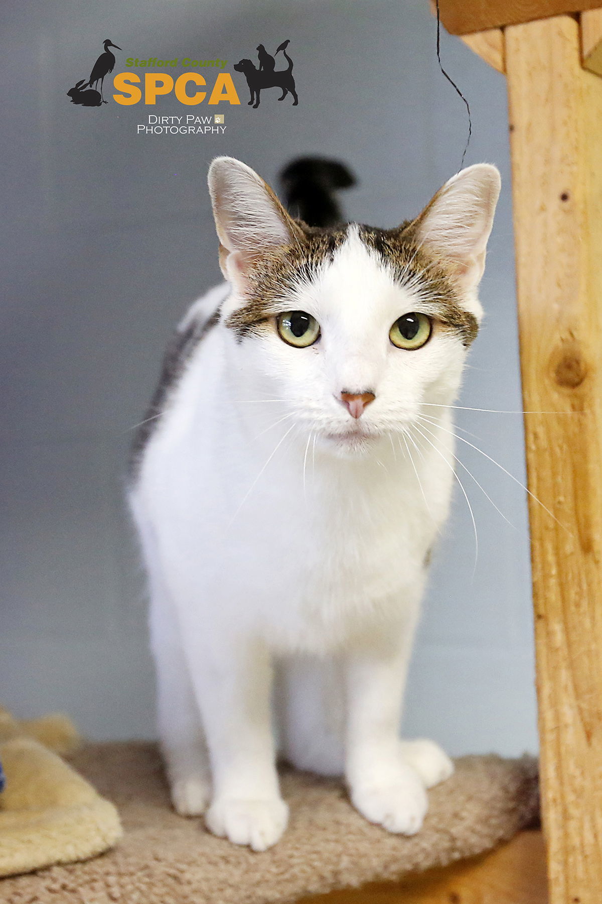 Ginger Spice, an adoptable Domestic Short Hair in Stafford, VA, 22554 | Photo Image 1