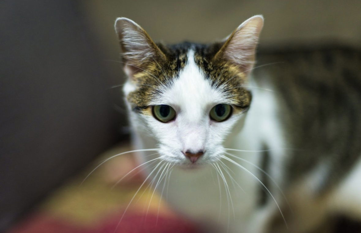 Ginger Spice, an adoptable Domestic Short Hair in Stafford, VA, 22554 | Photo Image 2