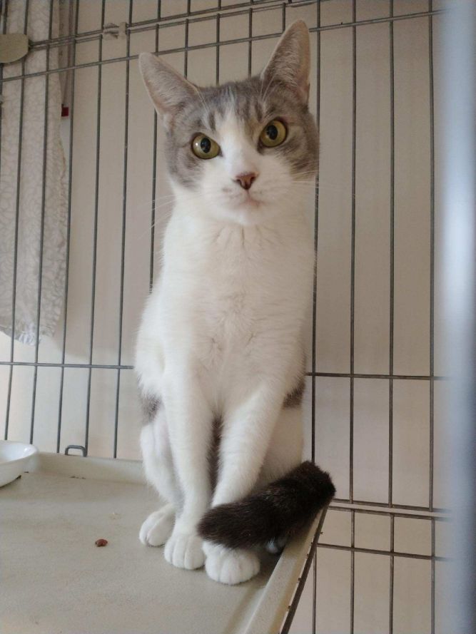 Cat For Adoption Shea 3 Years A Domestic Short Hair In Sterling Ma Petfinder