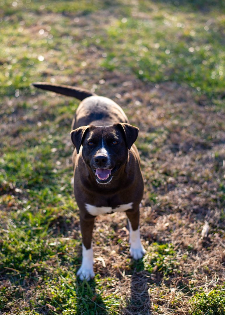 Mavis, an adoptable Labrador Retriever in Lancaster, SC, 29720 | Photo Image 6