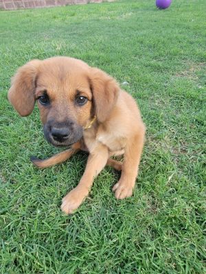 [8+] 6 Months Old High Quality Buckeye Dog Puppy For Sale Or Adoption
Near Me