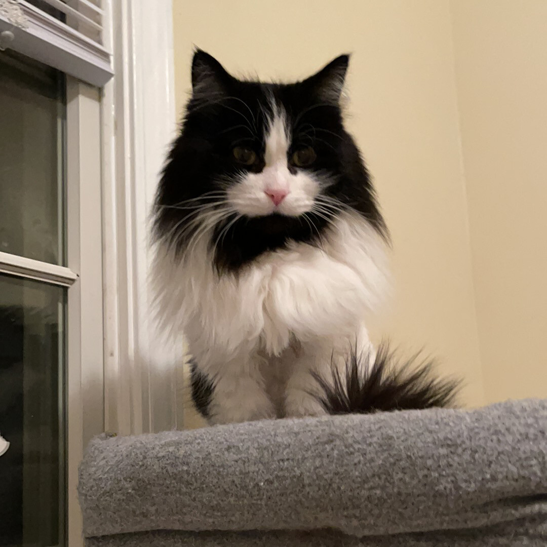 Gramps, an adoptable Domestic Long Hair in Kalamazoo, MI, 49006 | Photo Image 2